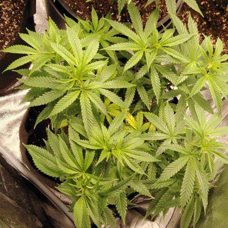 Zamnesia Ghost Train Haze *_*