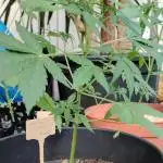 Northern lights auto