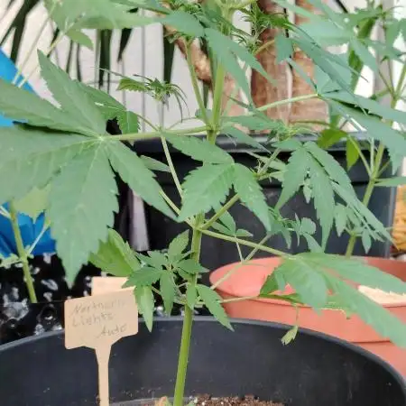 Northern lights auto