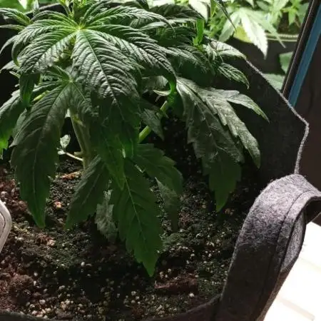 DIVINE SEEDS Auto Fractal