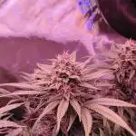 Sweet Mandarine skittlez