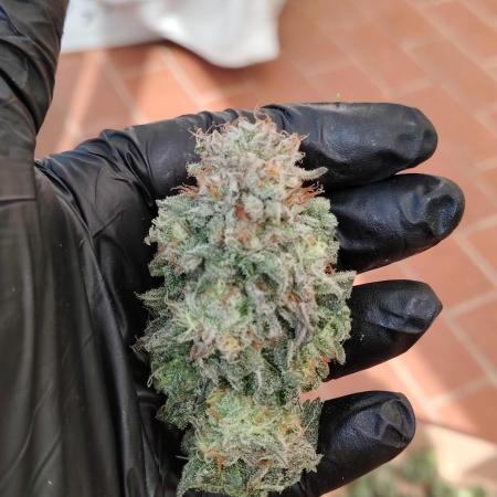 Cherry poppers by Barneys Farm