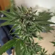 Barneys Auto mobby dick