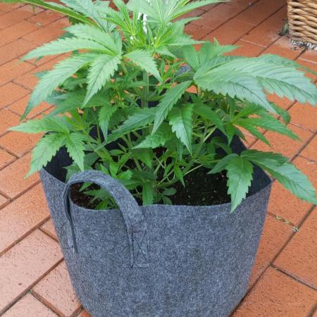 DIVINE SEEDS Auto moon rock