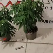 Zamnesia Ghost Train Haze *_*