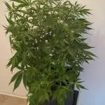 DIVINE SEEDS Auto Fractal