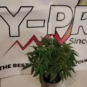 Zamnesia Grease Monkey