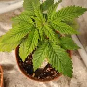 IZI Contest Permanent BlueZ