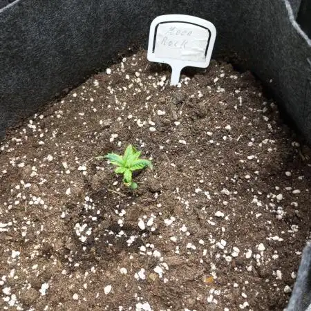 DIVINE SEEDS Auto moon rock