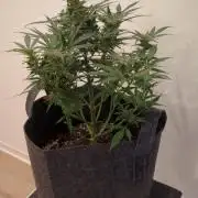 DIVINE SEEDS Auto moon rock