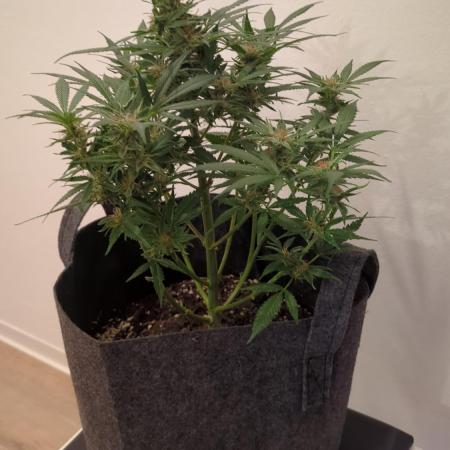 DIVINE SEEDS Auto moon rock