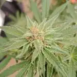 Bruce banner outdoor