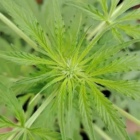 Northern lights auto