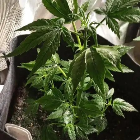 Barneys Auto Mimosa