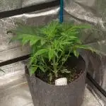 DIVINE SEEDS Auto Fractal
