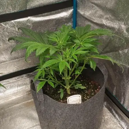 DIVINE SEEDS Auto Fractal