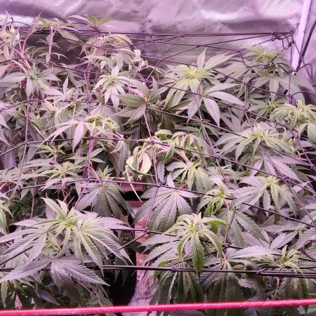 Sweet Mandarine skittlez