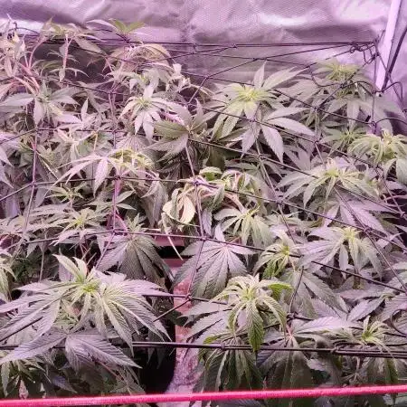 Sweet Mandarine skittlez