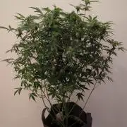 Barneys Auto Mimosa