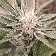 Super Strains Seeds