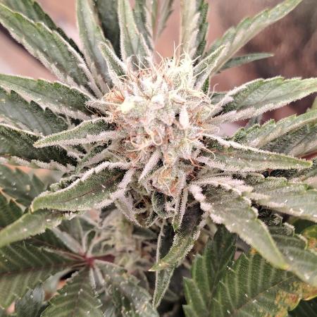 Super Strains Seeds