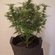 Zamnesia Trainwreck Automatik