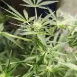 Zamnesia Trainwreck Automatik