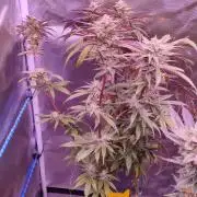 Zamnesia Ghost Train Haze *_*