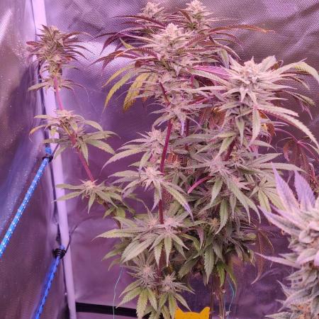 Zamnesia Ghost Train Haze *_*