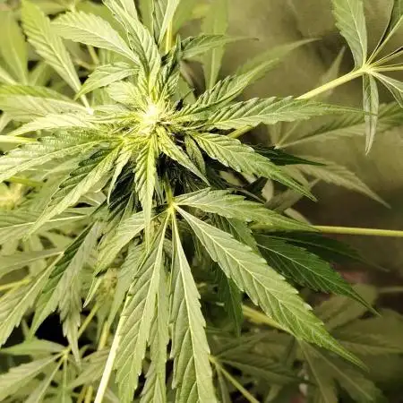 Northern lights auto