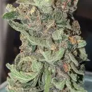 DIVINE SEEDS Auto moon rock