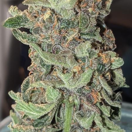 DIVINE SEEDS Auto moon rock