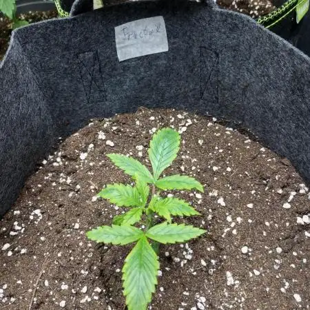 DIVINE SEEDS Auto Fractal