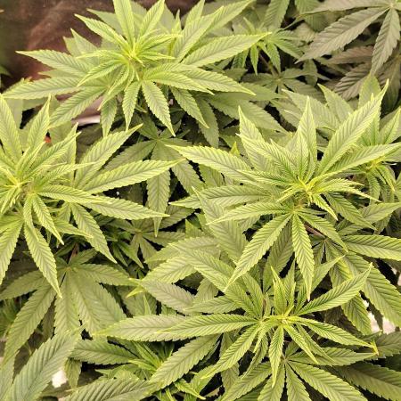 Zamnesia Grease Monkey