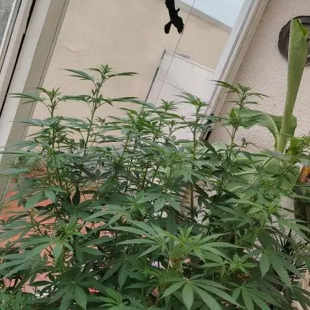 Bruce banner outdoor