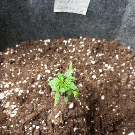 Zamnesia Trainwreck Automatik