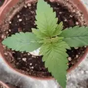 IZI Contest Permanent BlueZ