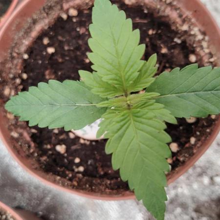 IZI Contest Permanent BlueZ