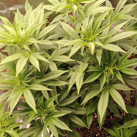 Zamnesia Grease Monkey