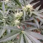 Barneys Auto mobby dick