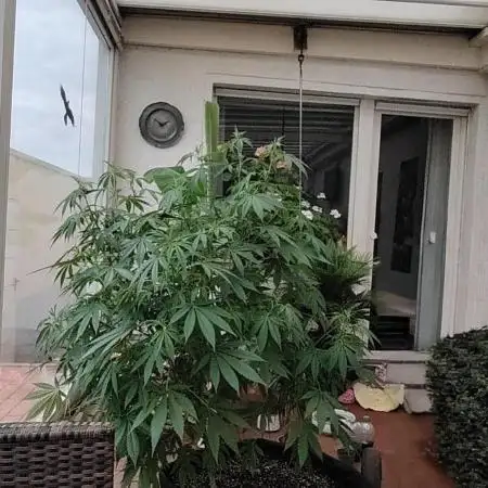 Bruce banner outdoor
