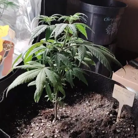 Sweet Mandarine skittlez