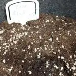 DIVINE SEEDS Auto moon rock