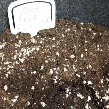 DIVINE SEEDS Auto moon rock