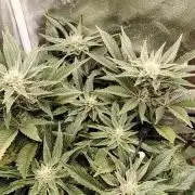 Super Strains Seeds