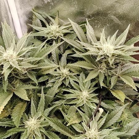 Super Strains Seeds