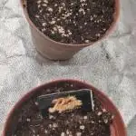 Papaya Frosting