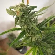DIVINE SEEDS Auto Fractal
