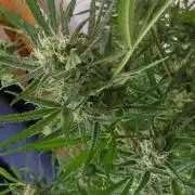 DIVINE SEEDS Auto Fractal