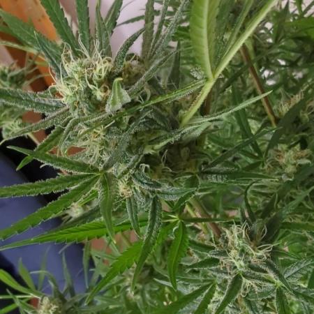 DIVINE SEEDS Auto Fractal